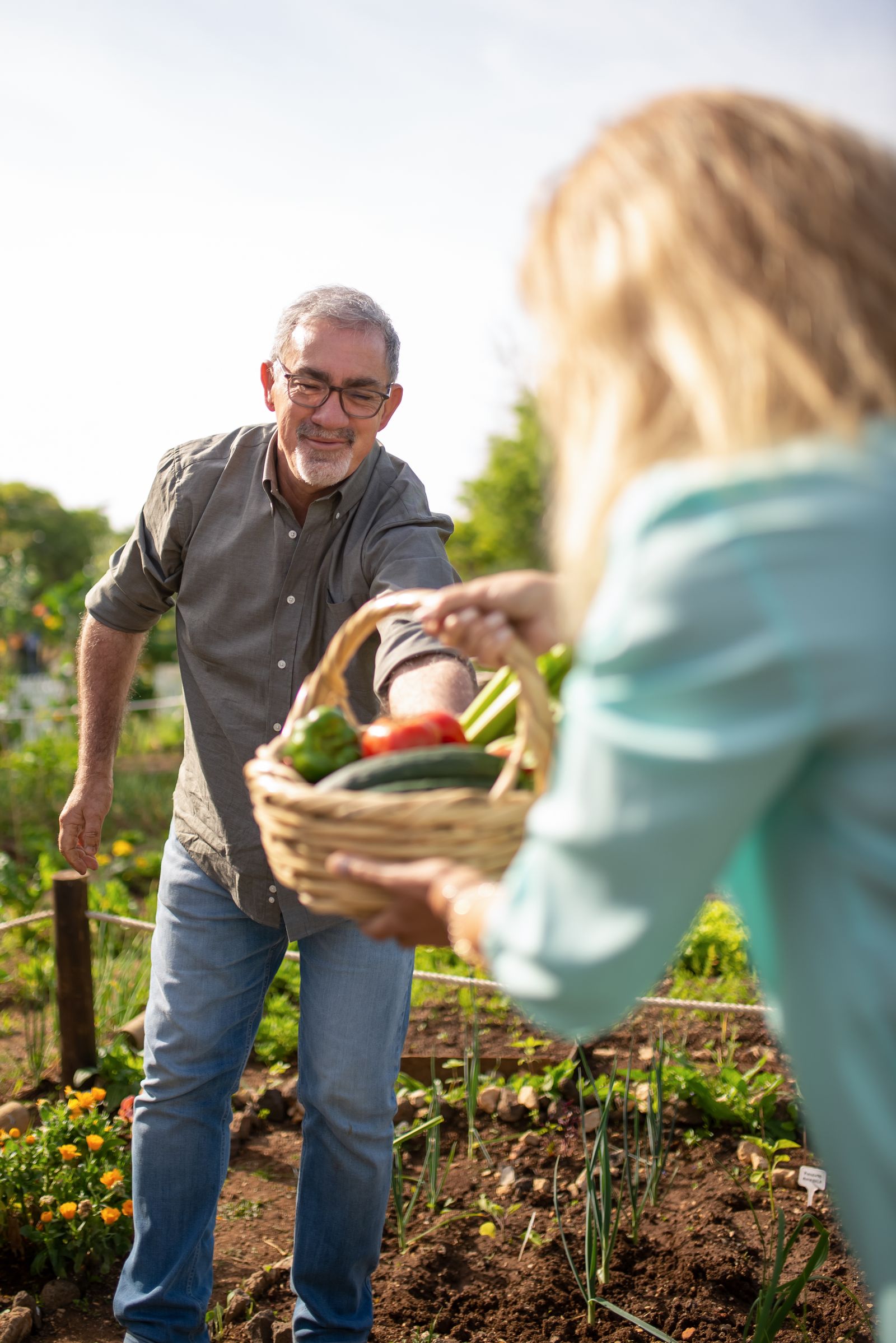 An active older man harvesting vegetables from his garden